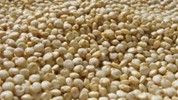 Quinoa - neznani izvor esencijalnih aminokiselina