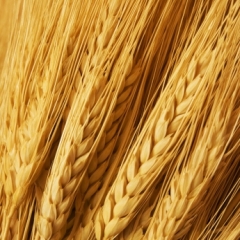 Hrana bez glutena: šta je dozvoljeno, a šta nije? Hrana bez glutena: šta je dozvoljeno, a šta nije?