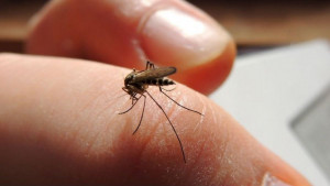 Zbog čega komarci neke ljude ujedaju češće od ostalih?