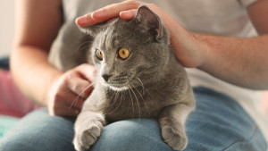 Vlasnici mačaka imaju smanjen rizik od kardiovaskularnih oboljenja