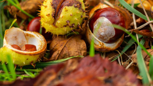 Iskoristite sezonu kestena: 5 razloga zašto treba jesti ovaj orašasti plod