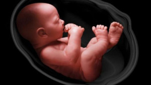 Kako izgleda život bebe u materici?