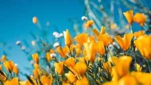 "Čari proljeća": Kako prepoznati alergiju?