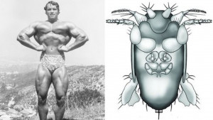 Nova mušica nazvana po Arnoldu Schwarzeneggeru