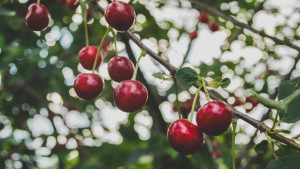 7 prednosti soka od trešnje