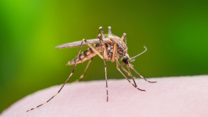 Priroda krije najbolju zaštitu od komaraca