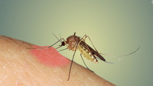 Upozoravajući simptomi koji ukazuju na to da ste alergični na ugriz komarca