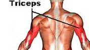 Triceps: Mišić koji je nepravedno u sjeni bicepsa