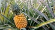Ananas: Voće koje zaslužuje češće konzumiranje