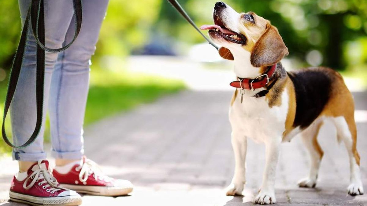 Duplo više kretanja: Vlasnici pasa su mnogo aktivniji od onih koji nemaju kućnog ljubimca