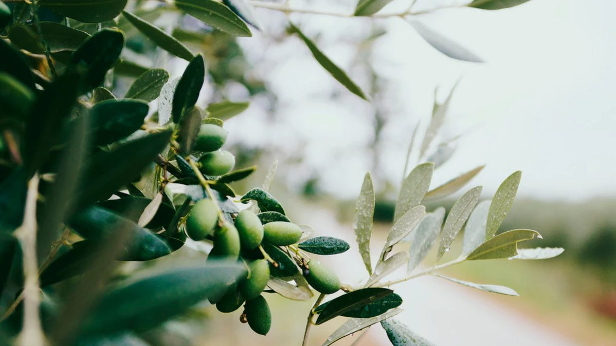 Maslina - antički plod koji garantuje zdravlje