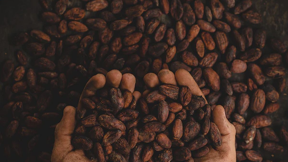 8 razloga zašto trebate jesti kakao svaki dan