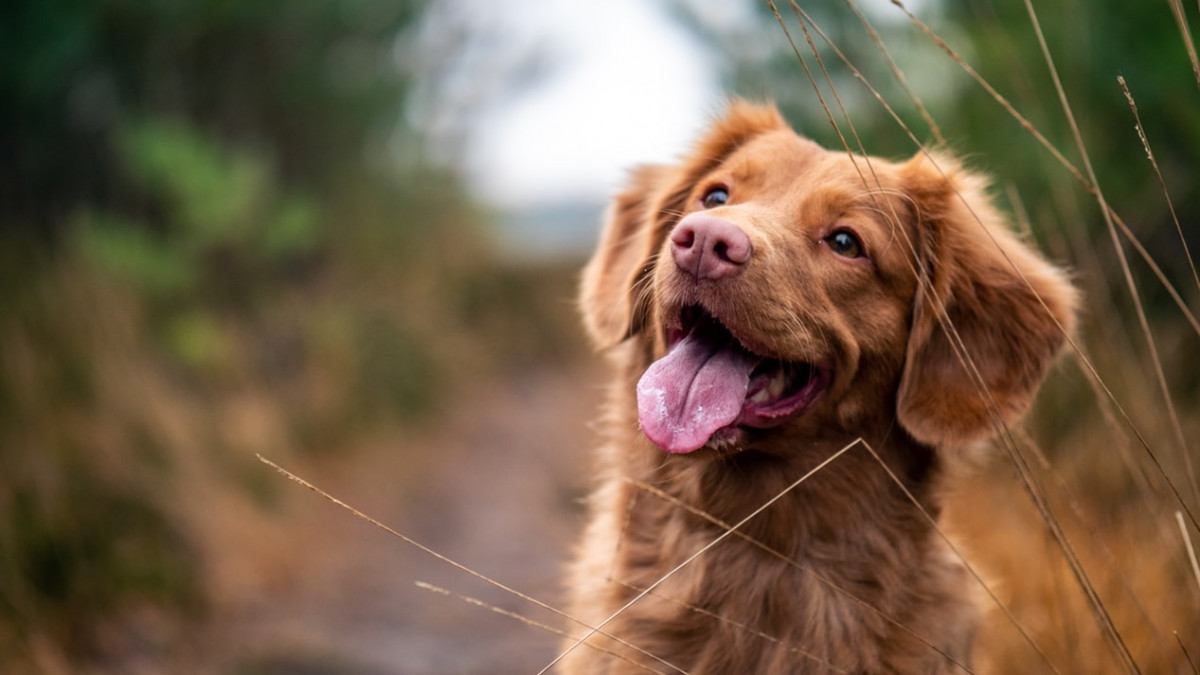 Psi otkrivaju tumore sa čudesnom tačnosti