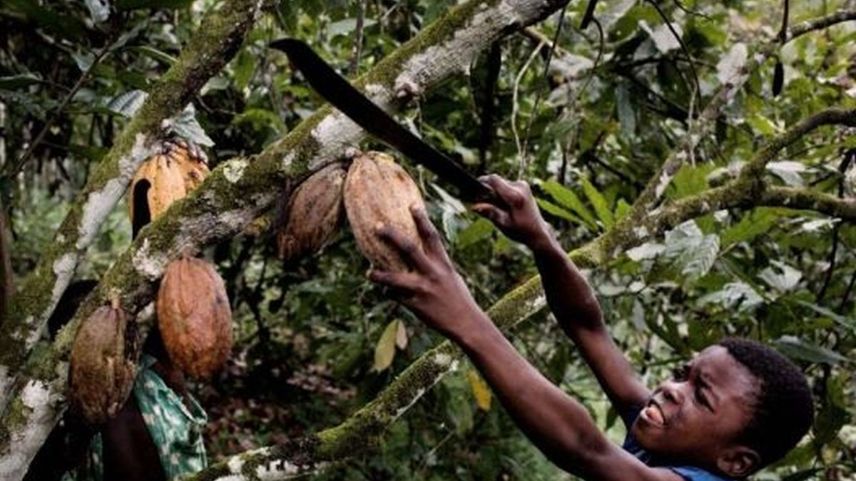 Problem u najavi: Proizvođačima ponestaje kakaovca