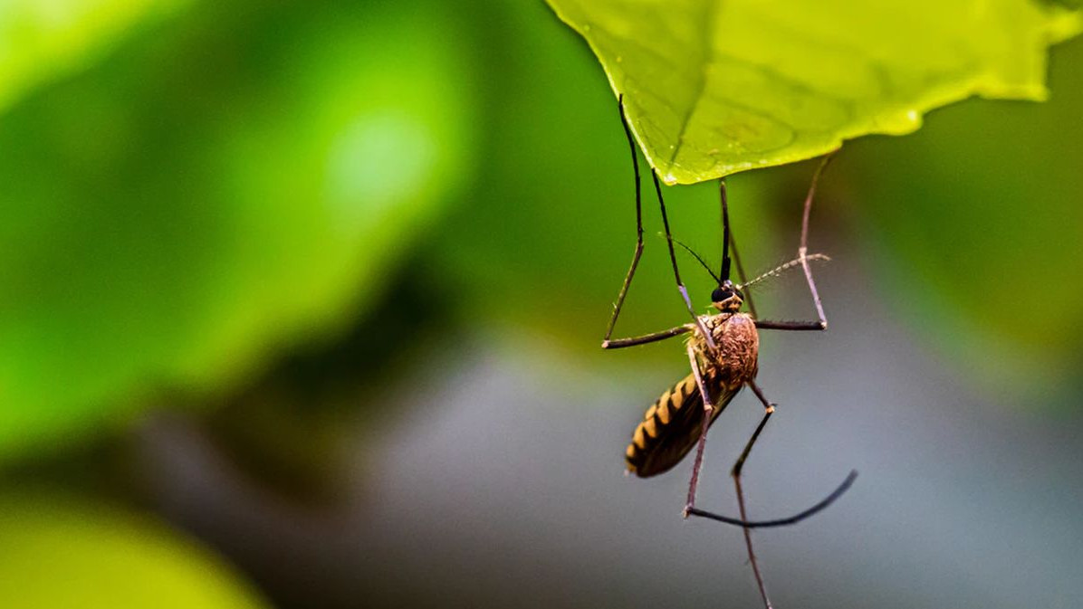 Kako zaustaviti svrab nakon ugriza komarca?