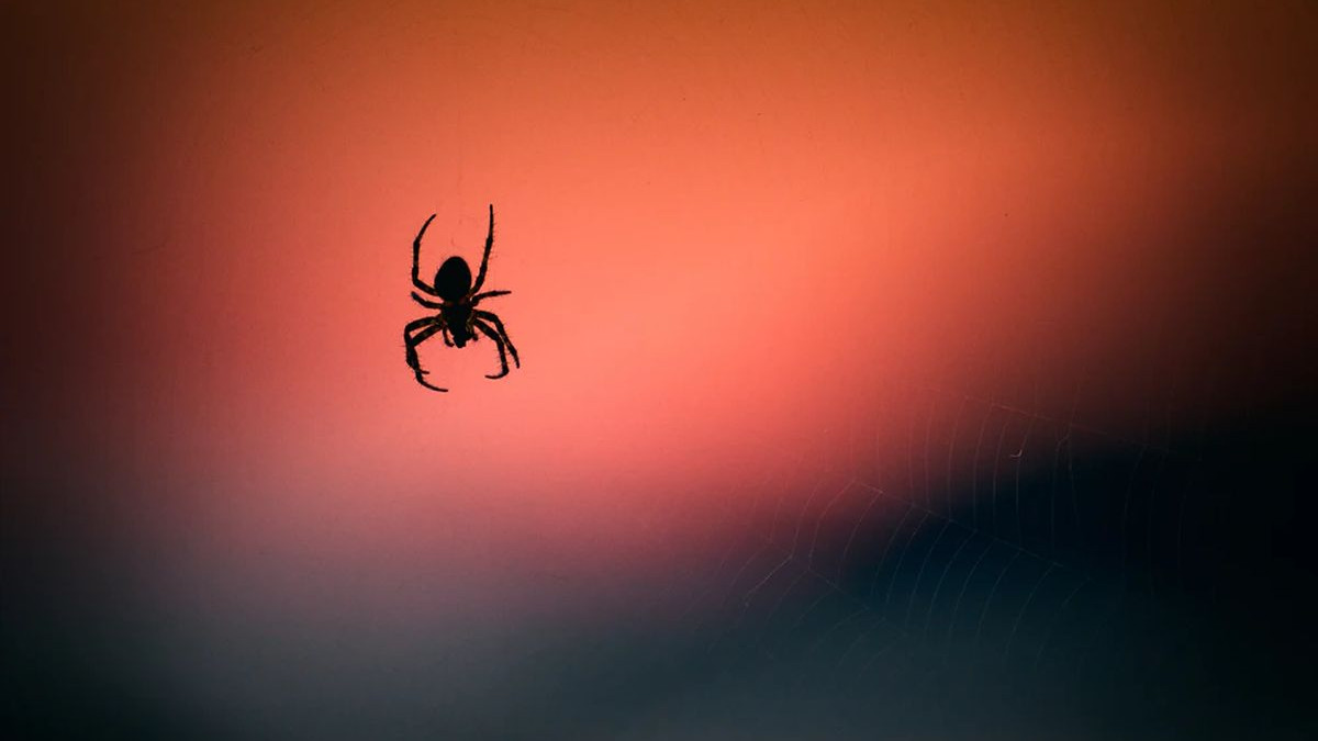 Koliko opasan može biti ujed pauka?