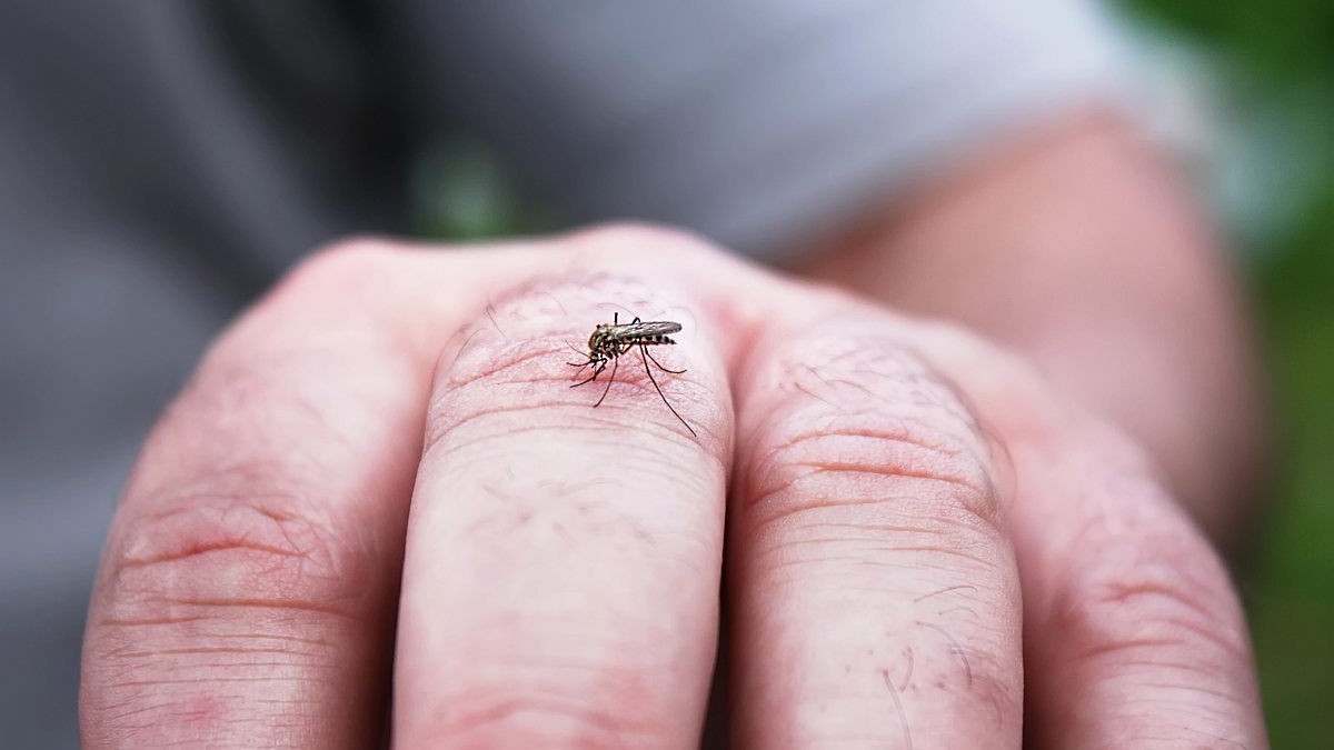 Istraživanja pokazala: Komarci ne mogu prenositi COVID-19
