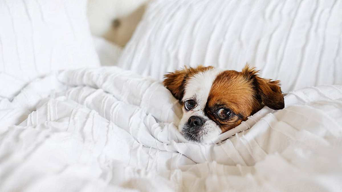 Smanjena anksioznost i bolje raspoloženje: Kako vam vaš pas uljepšava život?