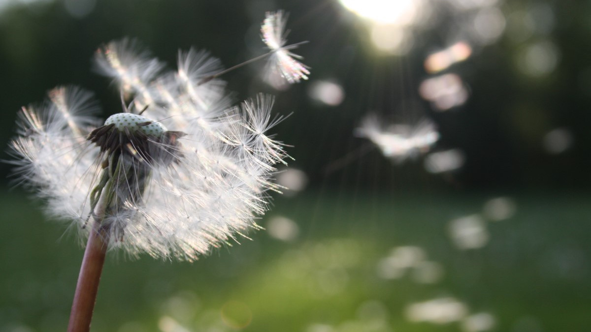 Alergija na polen: kako ublažiti simptome?