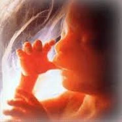 Kako izgleda život bebe u materici? Kako izgleda život bebe u materici?