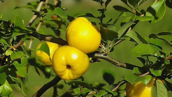 Najbolji jesenji lijek: zdravstvene prednosti dunje