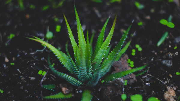 Aloe verom protiv opekotina od sunca