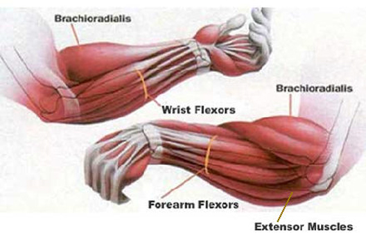Anatomija podlaktice
