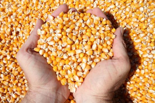 11 žitarica koje ne sadrže gluten