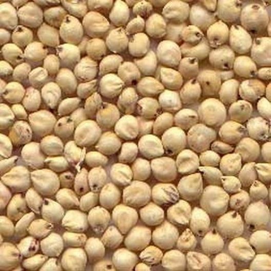 11 žitarica koje ne sadrže gluten 11 žitarica koje ne sadrže gluten