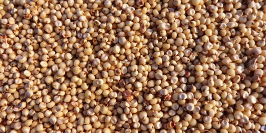 11 žitarica koje ne sadrže gluten 11 žitarica koje ne sadrže gluten