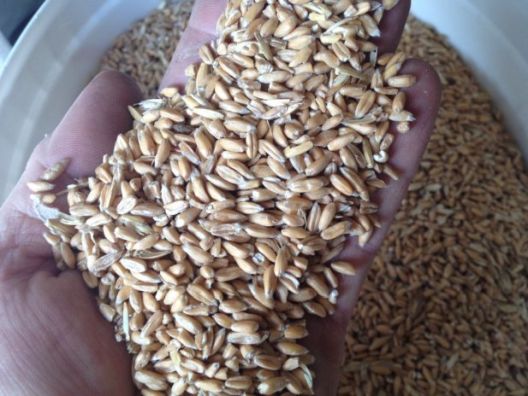 11 žitarica koje ne sadrže gluten