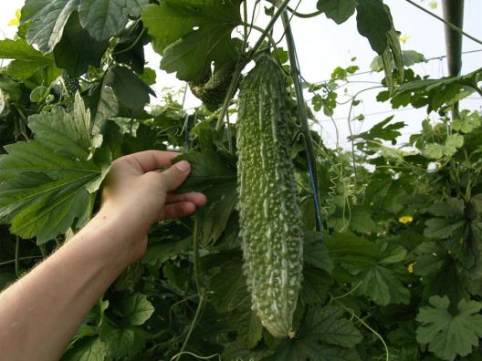 14 namirnica koje pomažu spržiti kilograme 14 namirnica koje pomažu spržiti kilograme