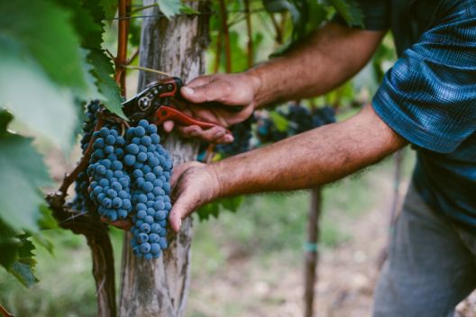 Ovo voće i povrće je najzagađenije pesticidima