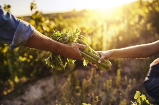 Ovo voće i povrće je najzagađenije pesticidima