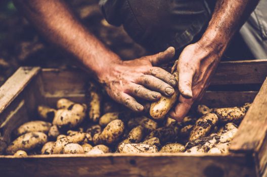Ovo voće i povrće je najzagađenije pesticidima
