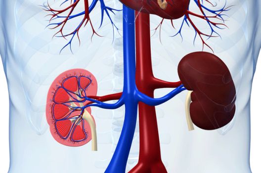 Zašto je so toliko loša za ljudski organizam?