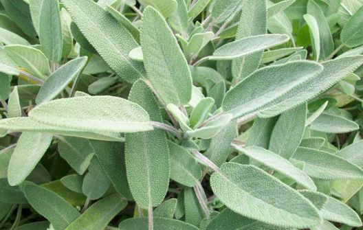 Zdravlje iz prirode: Za šta je dobar koji začin?