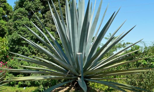 Najbolje alternative za nezdravi šećer