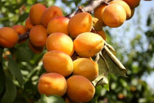 Voće čiji uticaji na zdravlje iznenađuju i ljekare