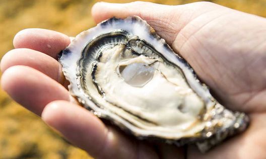 Koja je hrana najbolja za rast mišića?