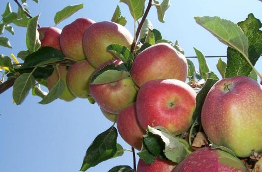 Ukusno i efikasno: Voćke koje pomažu bržem mršanju