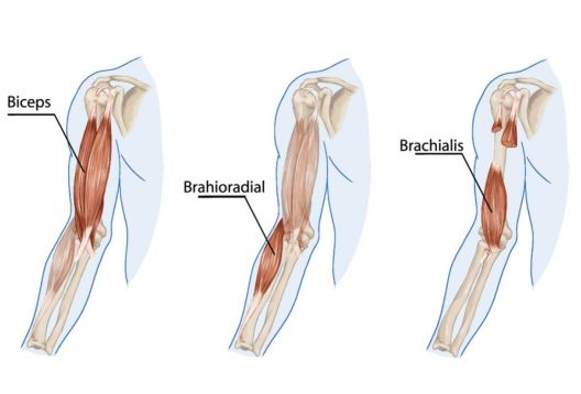 Ignorisani mišići koji daju simetričan izgled
