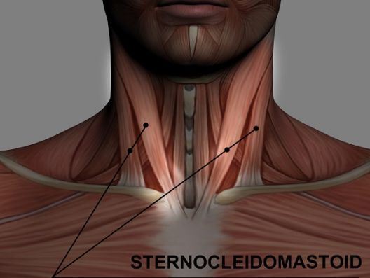 Ignorisani mišići koji daju simetričan izgled