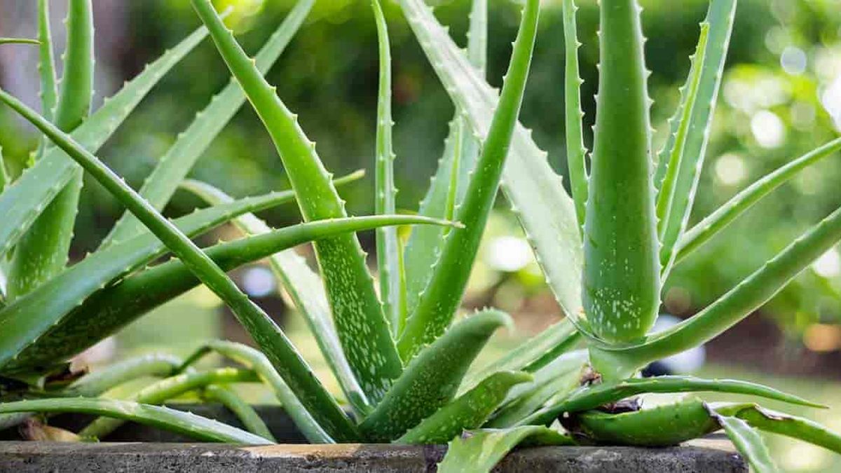 Kako se riješiti ispucalih vrhova