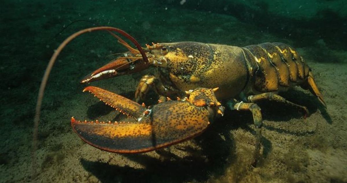 Riba s najviše sadržaja žive