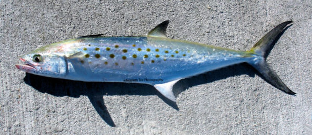 Riba s najviše sadržaja žive