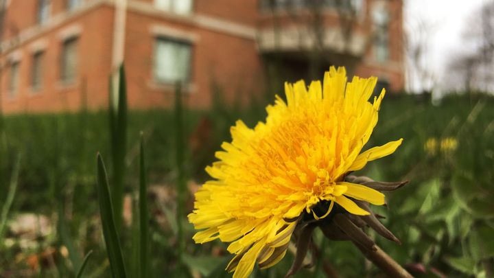 Uljepšavajuća svojstva cvijeća 