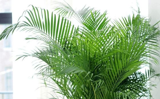 Najbolje biljke za zdrav zrak u vašem domu