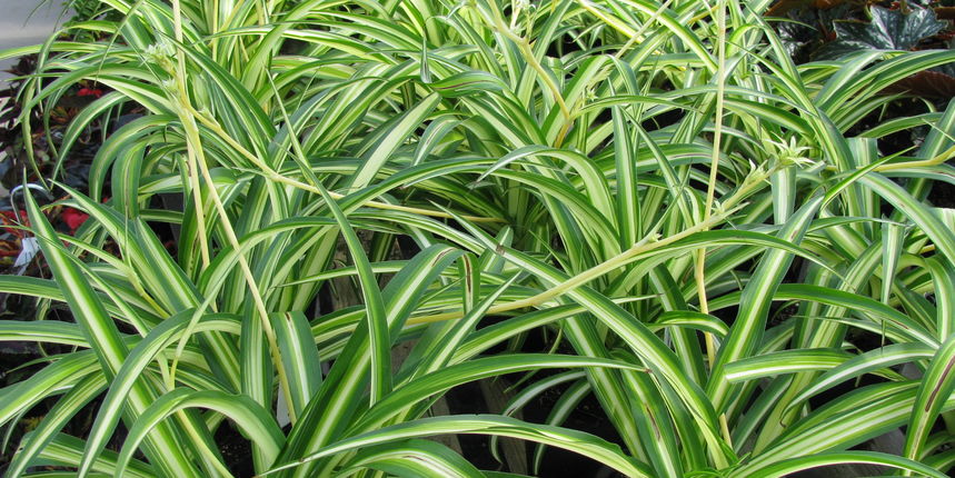 Najbolje biljke za zdrav zrak u vašem domu