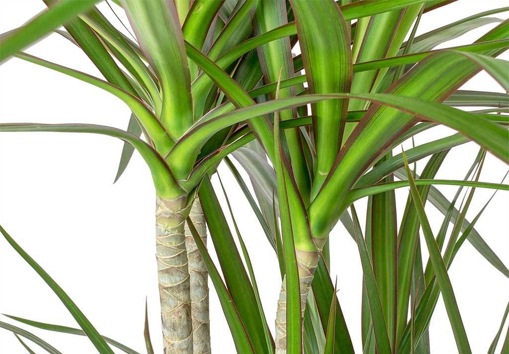 Najbolje biljke za zdrav zrak u vašem domu